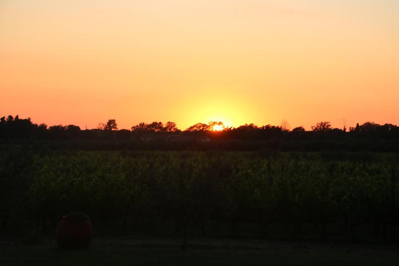 Podere Campo Alle Serpi Bibbona Ngoại thất bức ảnh