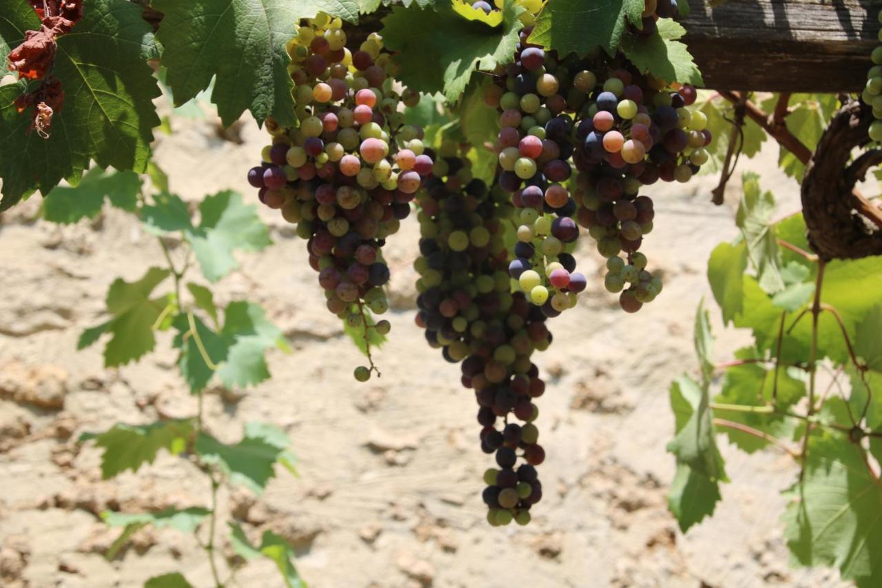 Podere Campo Alle Serpi Bibbona Ngoại thất bức ảnh