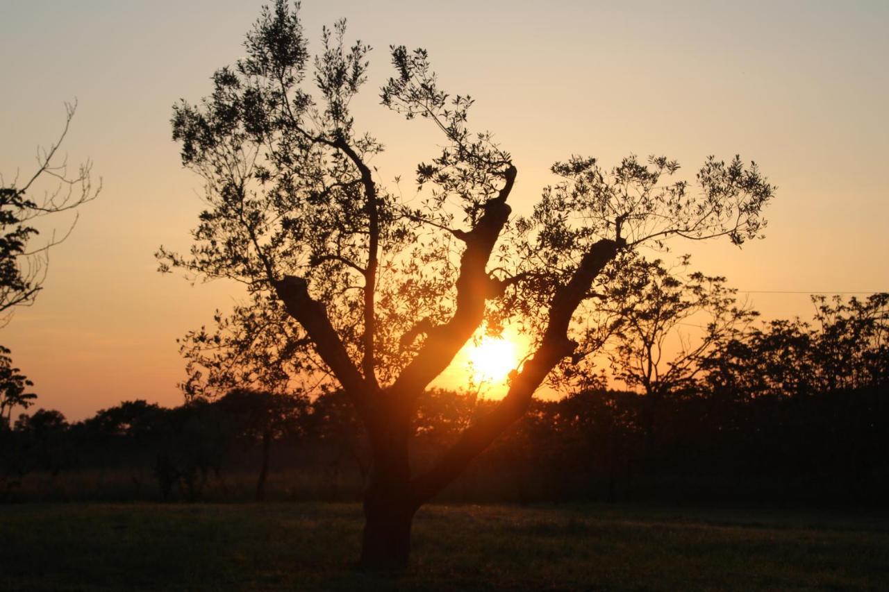 Podere Campo Alle Serpi Bibbona Ngoại thất bức ảnh