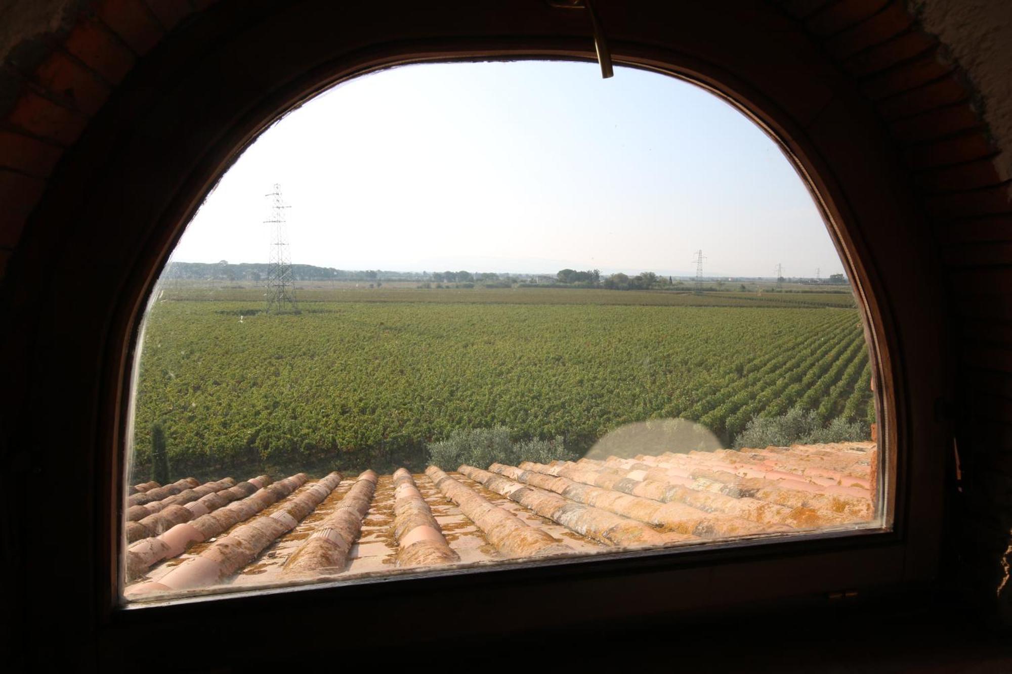 Podere Campo Alle Serpi Bibbona Ngoại thất bức ảnh